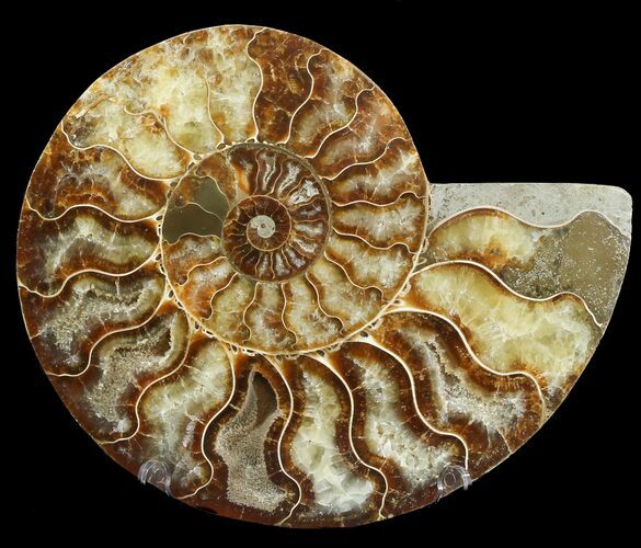 Cut Ammonite Fossil (Half) - Agatized #47730